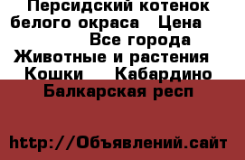 Персидский котенок белого окраса › Цена ­ 35 000 - Все города Животные и растения » Кошки   . Кабардино-Балкарская респ.